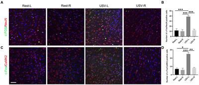 Involvement and regulation of the left anterior cingulate cortex in the ultrasonic communication deficits of autistic mice